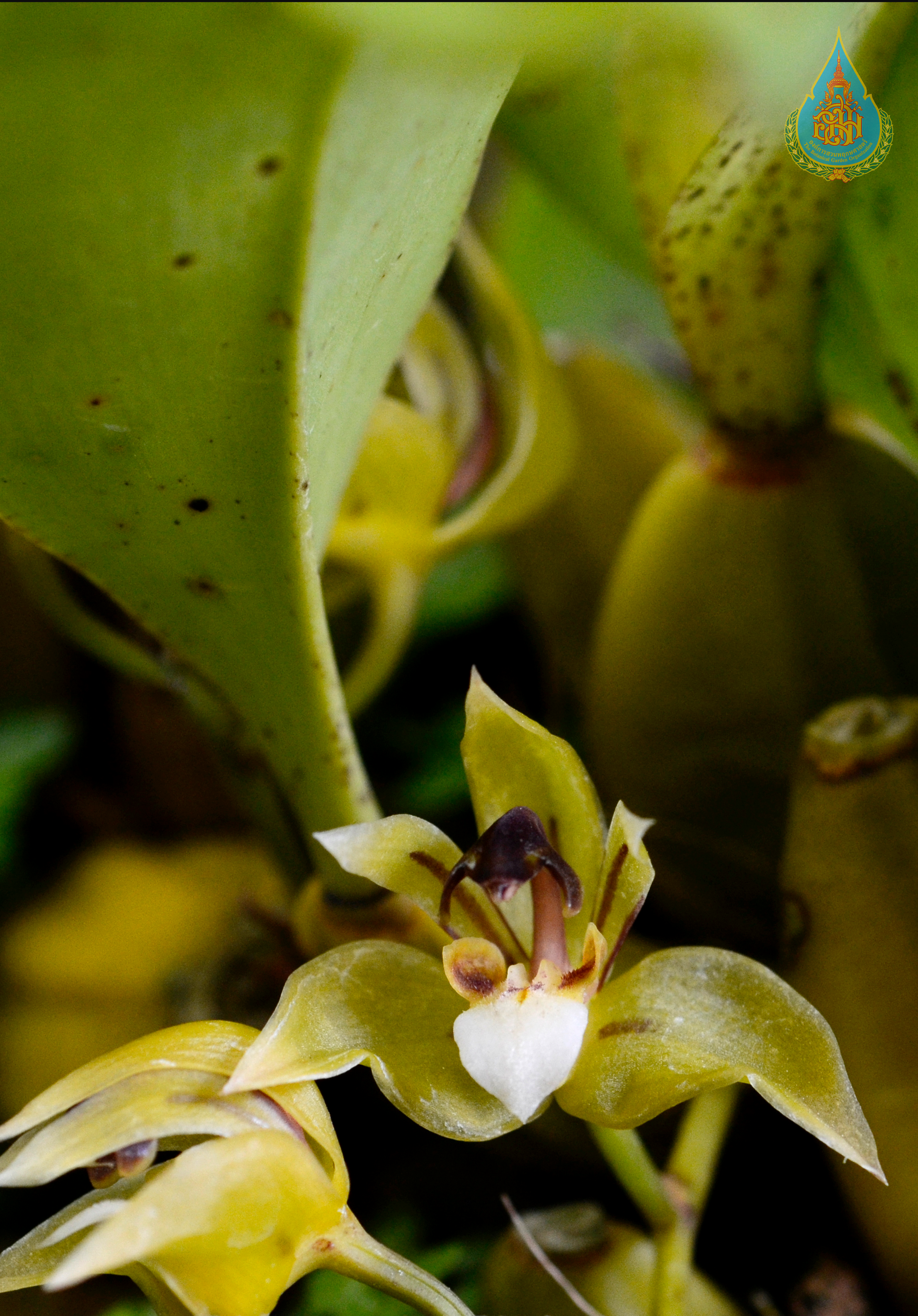 เอื้องกลีบมะเฟือง Thecopus maingayi (Hook.f.) Seidenf.<br/>ORCHIDACEAE